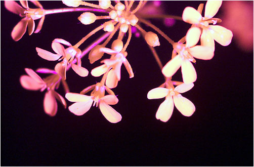 Bunias orientalis. UV light