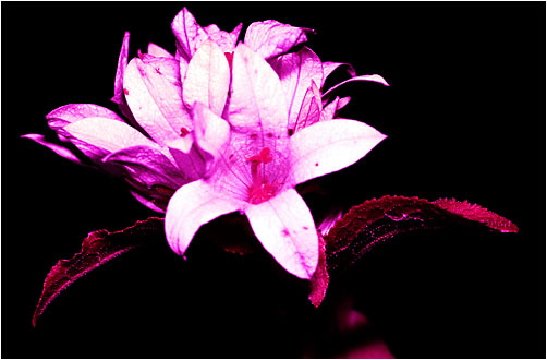 Campanula glomerata. UV light